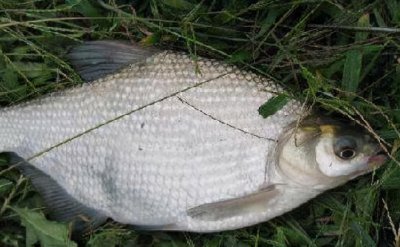 ​鳊鱼和武昌鱼的区别（鳊鱼和武昌鱼的区别是什么哪个好吃）