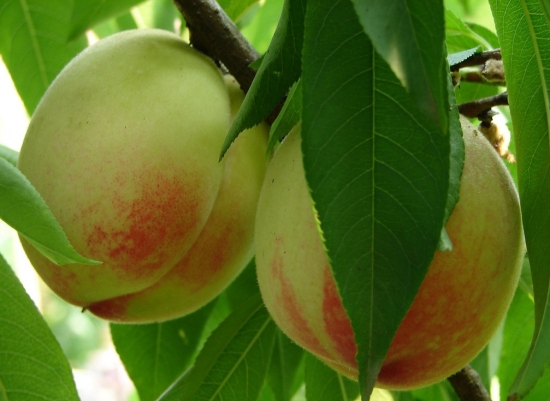 春天有什么水果(图2)