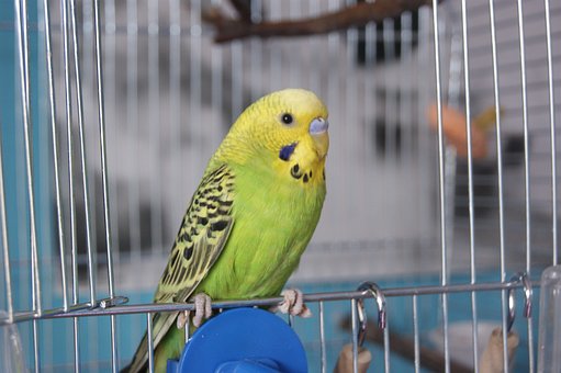 parrot-324665__340.jpg