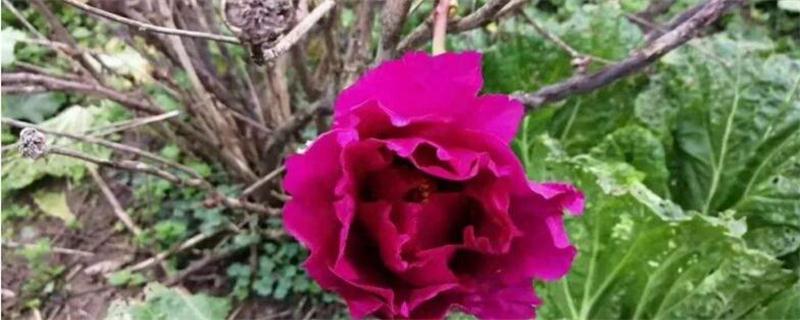 牡丹冬天怎么养(图1)