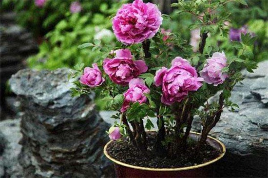 牡丹冬天怎么养(图3)