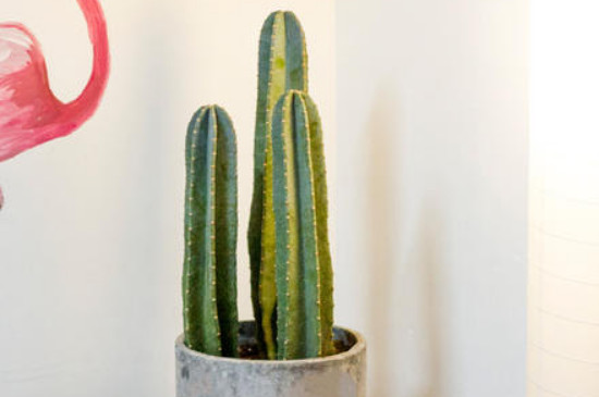 量天尺怎么修剪(图2)