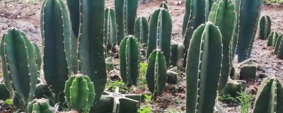 ​量天尺怎么修剪