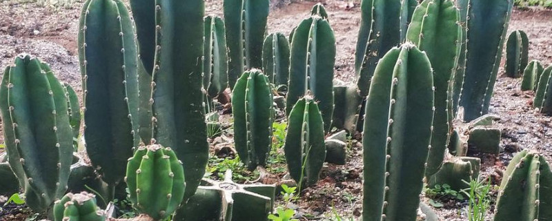 量天尺怎么修剪(图1)