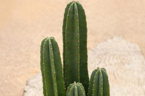 量天尺怎么修剪(图3)