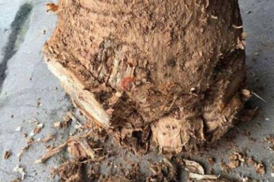 植物根部腐烂怎么办(图3)