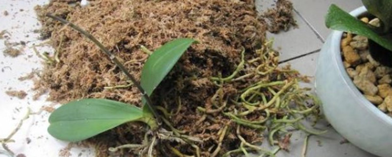 植物根部腐烂怎么办(图1)