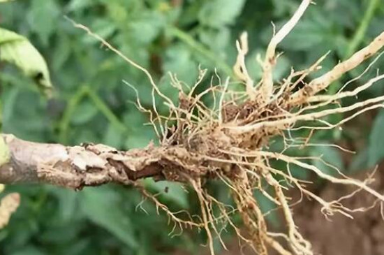 茎能支撑植物的身体还能干什么(图3)