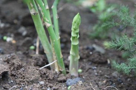 茎能支撑植物的身体还能干什么(图2)