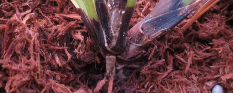 茎能支撑植物的身体还能干什么(图1)