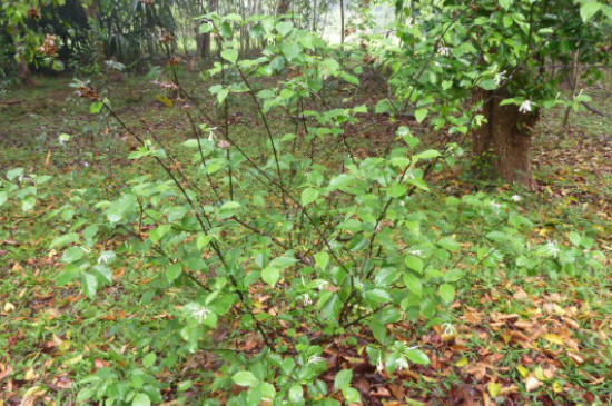 茎能支撑植物的身体还能干什么(图4)