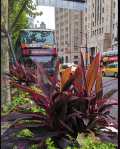 ​亮叶朱蕉的养殖方法