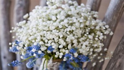 ​满天星所有颜色的花语（图）