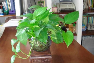 ​绿萝怎么养长得快茂密 需要注意什么