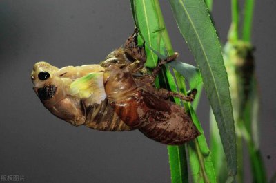 ​金蝉脱壳的含义（历史上的金蝉脱壳是什么意思）