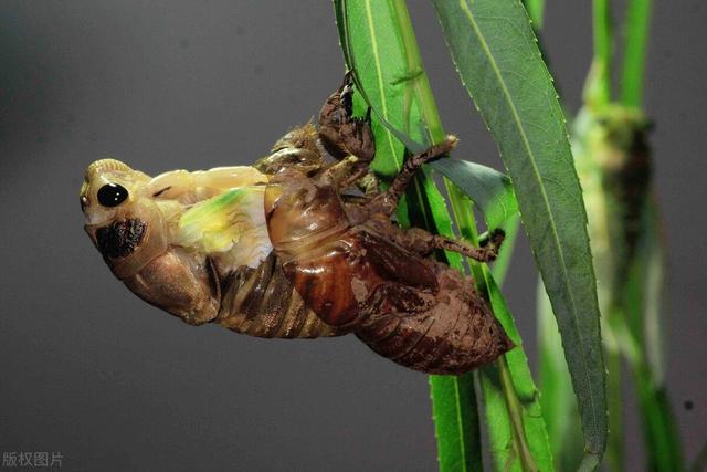 金蝉脱壳的含义（历史上的金蝉脱壳是什么意思）(1)