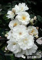 荼蘼花开什么意思（开到荼靡花事了）(3)