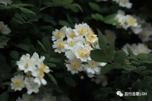 荼蘼花开什么意思（开到荼靡花事了）(8)