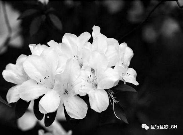 荼蘼花开什么意思（开到荼靡花事了）(1)