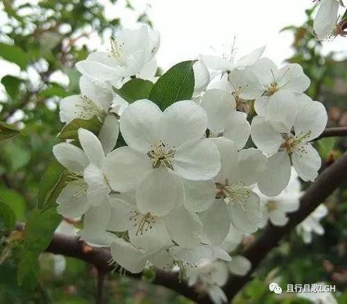 荼蘼花开什么意思（开到荼靡花事了）(5)