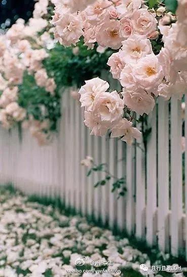 荼蘼花开什么意思（开到荼靡花事了）(2)