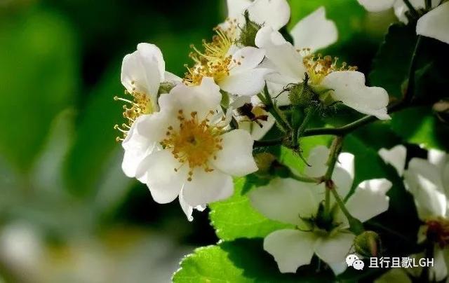荼蘼花开什么意思（开到荼靡花事了）(6)