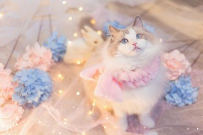 ​猫咪踩奶代表着什么（有可能是代表其它意思）