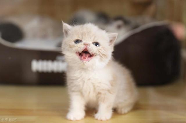 猫咪踩奶代表着什么（有可能是代表其它意思）(4)