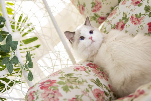 猫咪踩奶代表着什么（有可能是代表其它意思）(5)