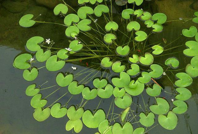 参差荇菜左右流之什么意思（参差荇菜在河之洲）(2)