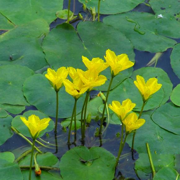参差荇菜左右流之什么意思（参差荇菜在河之洲）(8)