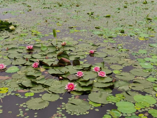参差荇菜左右流之什么意思（参差荇菜在河之洲）(6)