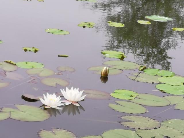 参差荇菜左右流之什么意思（参差荇菜在河之洲）(5)