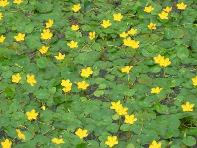 参差荇菜左右流之什么意思（参差荇菜在河之洲）(9)