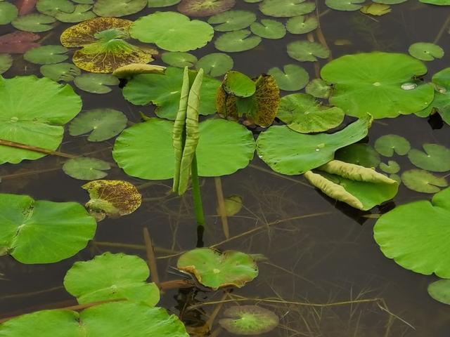 参差荇菜左右流之什么意思（参差荇菜在河之洲）(4)