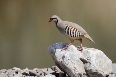 ​石鸡是什么意思（石鸡解释）