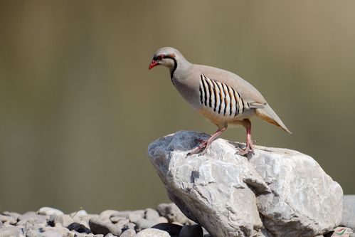 石鸡是什么意思（石鸡解释）