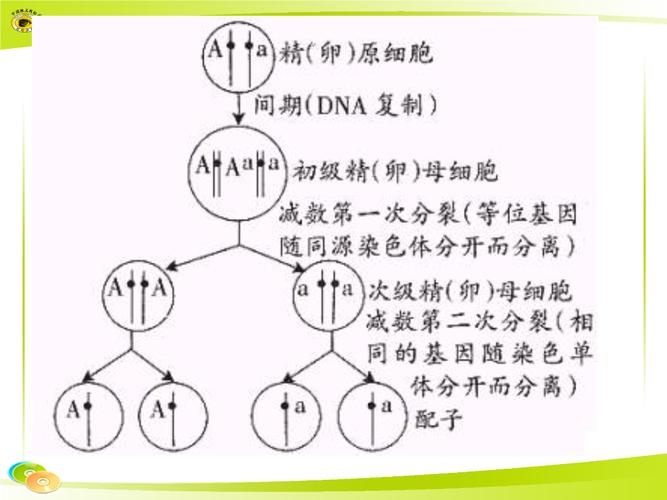 分离定律是什么意思（分离定律具体是什么意思）