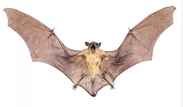 为什么说蝙蝠也是哺乳动物（同样是哺乳动物）(17)