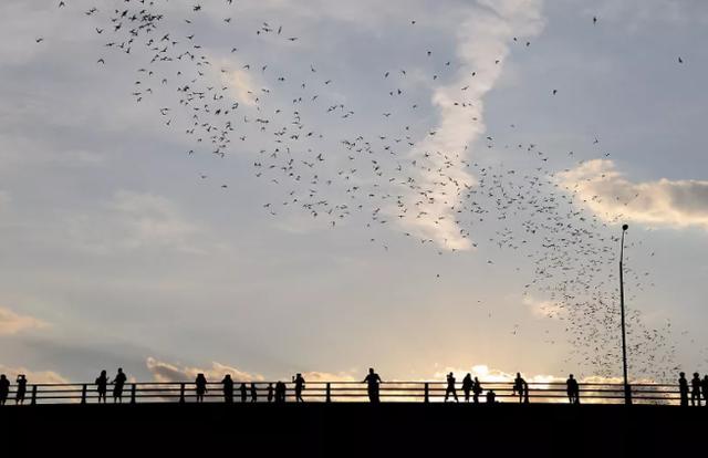 为什么说蝙蝠也是哺乳动物（同样是哺乳动物）(36)