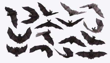 为什么说蝙蝠也是哺乳动物（同样是哺乳动物）(16)