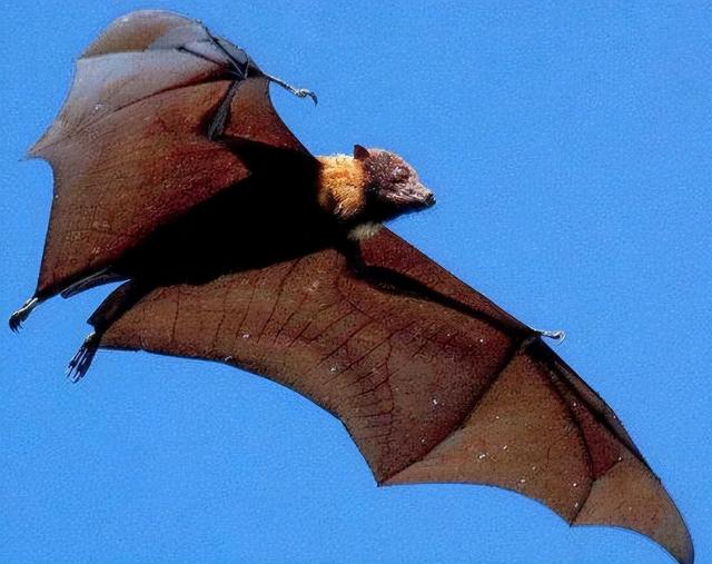 为什么说蝙蝠也是哺乳动物（同样是哺乳动物）(25)
