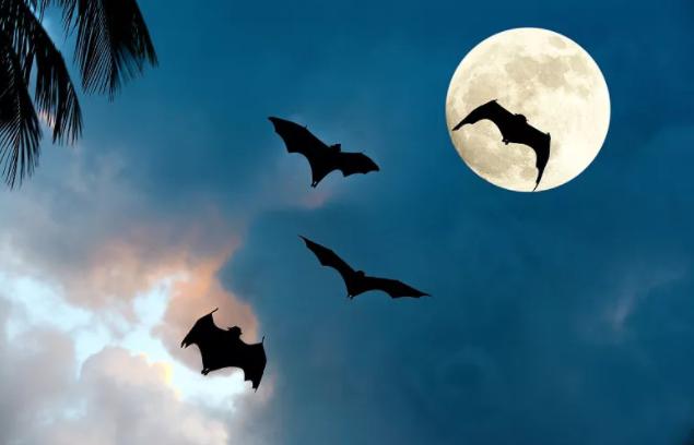 为什么说蝙蝠也是哺乳动物（同样是哺乳动物）(5)