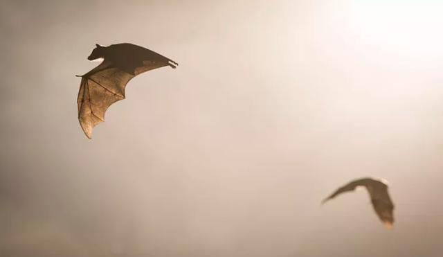 为什么说蝙蝠也是哺乳动物（同样是哺乳动物）(22)