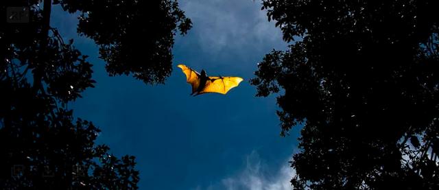 为什么说蝙蝠也是哺乳动物（同样是哺乳动物）(24)