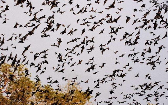 为什么说蝙蝠也是哺乳动物（同样是哺乳动物）(40)