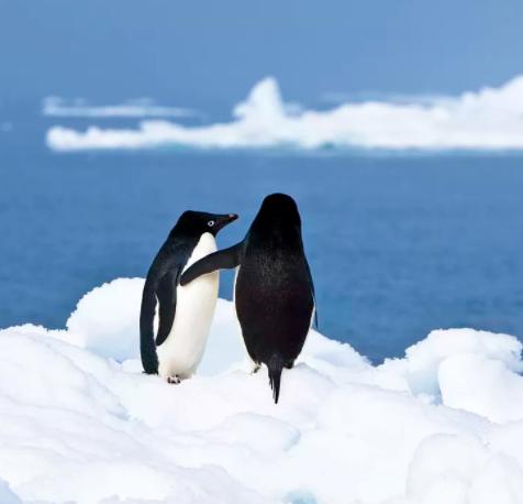 为什么说蝙蝠也是哺乳动物（同样是哺乳动物）(9)