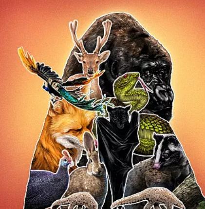 为什么说蝙蝠也是哺乳动物（同样是哺乳动物）(18)