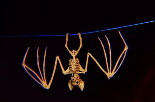 为什么说蝙蝠也是哺乳动物（同样是哺乳动物）(28)