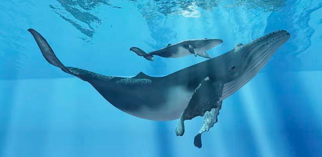 为什么说蝙蝠也是哺乳动物（同样是哺乳动物）(10)